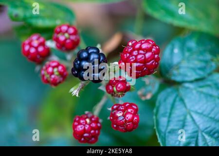 Iver, Buckinghamshire, Großbritannien. 10.. November 2022. Es war heute ein kühlerer Tag im Langley Park Country Park, als die Leute den Park spazierten und die herbstlichen Farben betraten. Brombeeren wachsen immer noch und Rhododendron-Sträucher blühen trotz November. Quelle: Maureen McLean/Alamy Live News Stockfoto