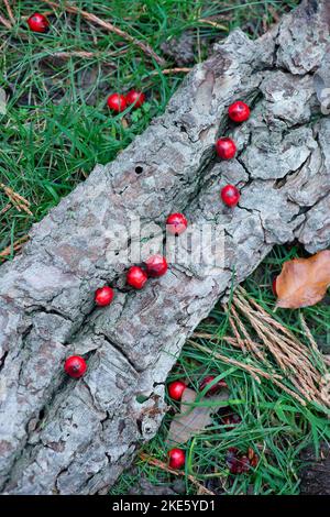 Iver, Buckinghamshire, Großbritannien. 10.. November 2022. Es war heute ein kühlerer Tag im Langley Park Country Park, als die Leute draußen im Park spazieren gingen und die Herbstfarben betraten. Brombeeren wachsen immer noch und Rhododendron-Sträucher blühen trotz November. Quelle: Maureen McLean/Alamy Live News Stockfoto