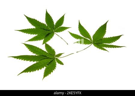 Grüne Cannabisblätter isoliert auf weißem Hintergrund. Anbau von medizinischem Marihuana. Horizontales Foto. Stockfoto