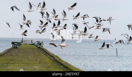 Eine Weitwinkelaufnahme eines Schwarms von Möwen (Larus), der an einem bewölkten Tag in einem welligen Meer über einem moosbedeckten Pier fliegt Stockfoto