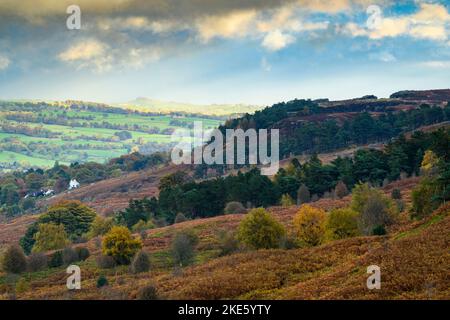 Blick auf Wharfedale & Cow & Calf Rocks (braune Bracken & Heidekraut, sonnenbeschienener Almscliffe Crag quer durch das Tal, hoher Hügel) - Ilkley, West Yorkshire, England Großbritannien. Stockfoto