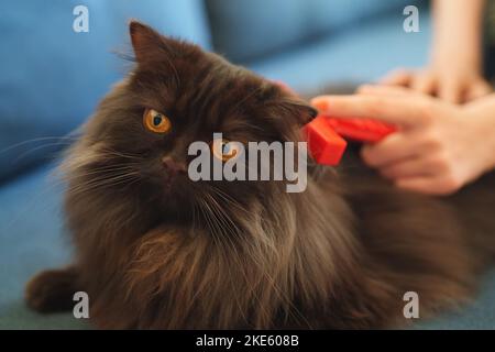 Frau bürstet Katze mit einem Kamm. Stockfoto