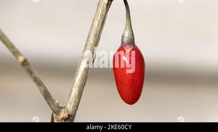 Einzelne Goji-Beere auf einem Ast aus der Nähe Stockfoto