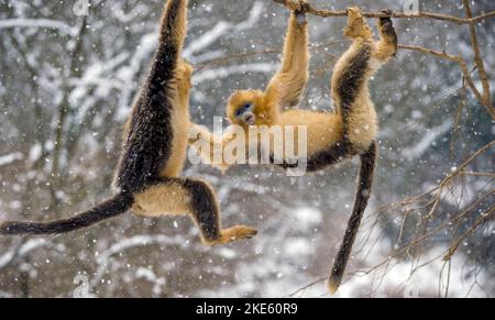 Eine Nahaufnahme von goldenen Schnupfnasen-Affen (Rhinopithecus roxellana), die im Winter an einem Baum hängen Stockfoto