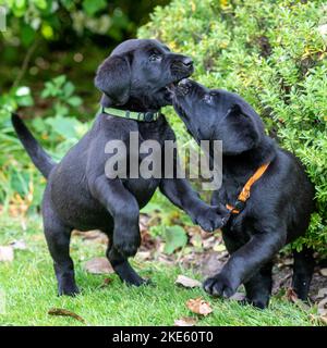 Schwarze Labrador Welpen Hunde, verspielte Welpen Stockfoto