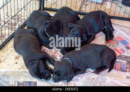 Wurf von schwarzen Labrador Welpen Hunde, schlafende Welpen Stockfoto