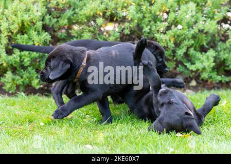 Schwarze Labrador Welpen Hunde, verspielte Welpen Stockfoto