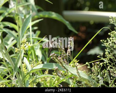 Ein weißer Dragontail (Lamproptera curius) auf einer Pflanze unter dem Sonnenlicht Stockfoto