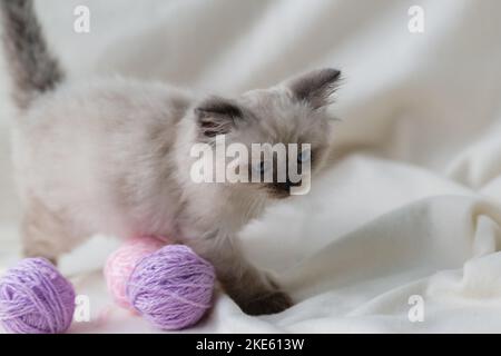 Ein blauäugiger Kätzchen der Punktfarbe spielt auf einem weißen Kariert mit Fliederkugeln aus Wollfäden Stockfoto