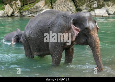 Asiatische Elefantenelephas Maximus Mutter und Baby beim Baden im Buluh-Fluss im Tangkahan Elephant Sanctuary, Gunung Leuser National Park, Sumatra, Indonesien Stockfoto