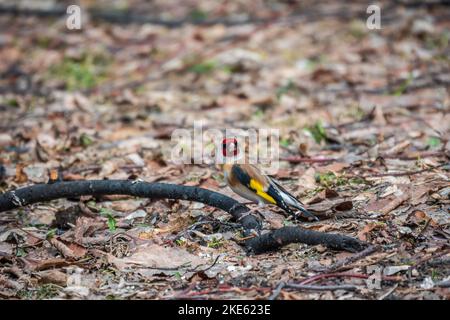 Der europäische Goldfink sitzt im Frühjahr auf dem Boden. Schöner singbird der europäische Goldfink in der Tierwelt. Der europäische Goldfink oder einfach der Goldf Stockfoto