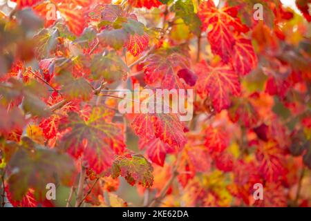 Im Herbst werden die Blätter der Rebe gelb und rot.im Herbst werden die Reben der Rebe rot.Selektiver Fokus Stockfoto