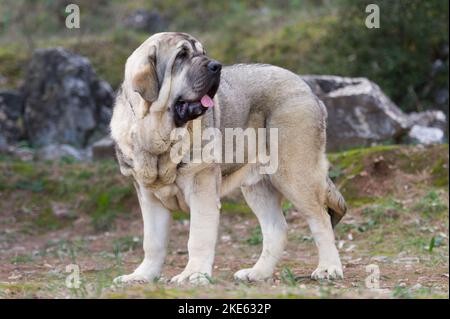 Spanischer Mastiff reinrassig Hund mit jungen Fellfarbe auf dem Gras stehen Stockfoto