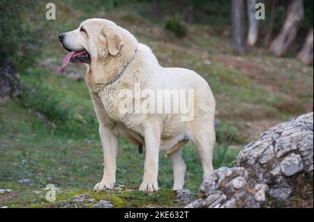 Spanischer Mastiff reinrassig Hund mit gelbem Mantel auf dem Gras stehen Stockfoto