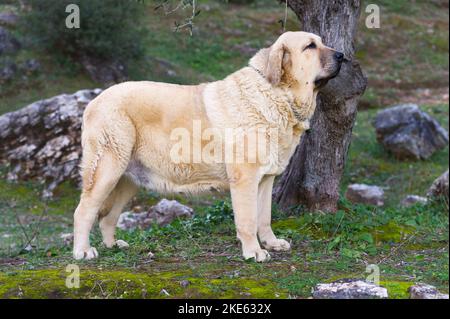 Spanischer Mastiff reinrassig Hund mit gelbem Mantel auf dem Gras stehen Stockfoto