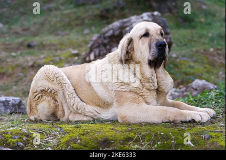 Spanischer Mastiff reinrassig Hund mit jungen Fellfarbe auf dem Gras liegend Stockfoto