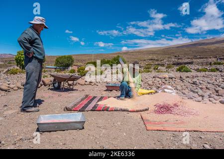 Quinoa wird von einem Mann und seiner Frau im kleinen Dorf Tahua, Bolivien, geerntet. Dieses Dorf liegt am Salar de Uyuni. Stockfoto