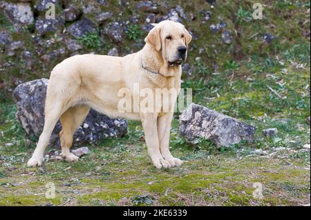 Spanischer Mastiff reinrassig Hund mit gelbem Fell auf dem Gras stehen Stockfoto