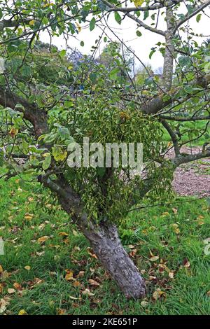 Mistel wächst auf Apfelbaum Stockfoto