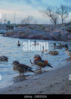 Mandarinenten zusammen mit Stockenten am Sandstrand der Stadt Stockfoto