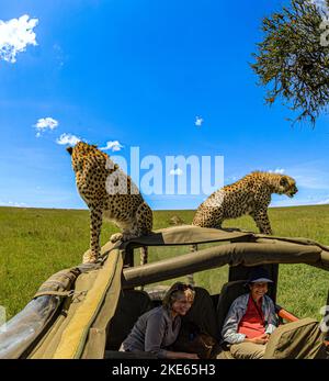 Malika, die Gepard und Cub. Dies war das erste Mal, dass beide auf einem Landrover gesehen wurden Stockfoto