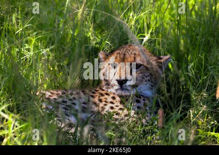 Malika, die Gepard und Cub. Dies war das erste Mal, dass beide auf einem Landrover gesehen wurden Stockfoto