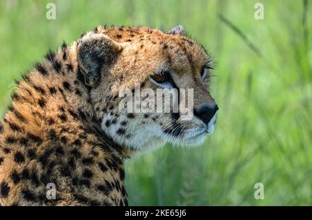 Malika, die Gepard und Cub. Dies war das erste Mal, dass beide auf einem Landrover gesehen wurden Stockfoto