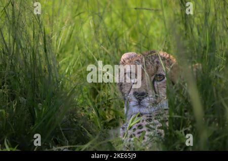 Malika, die Gepard und Cub. Dies war das erste Mal, dass beide auf einem Landrover gesehen wurden Stockfoto