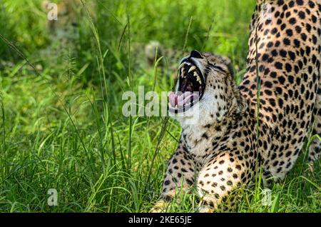 Malika, die Gepard und Cub. Dies war das erste Mal, dass beide auf einem Landrover gesehen wurden Stockfoto