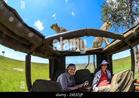 Malika, die Gepard und Cub. Dies war das erste Mal, dass beide auf einem Landrover gesehen wurden Stockfoto