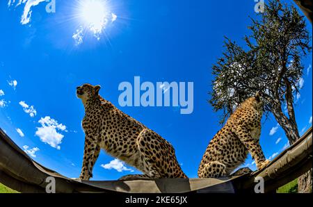 Malika, die Gepard und Cub. Dies war das erste Mal, dass beide auf einem Landrover gesehen wurden Stockfoto