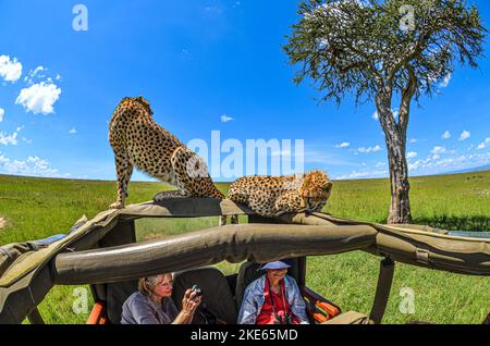 Malika, die Gepard und Cub. Dies war das erste Mal, dass beide auf einem Landrover gesehen wurden Stockfoto