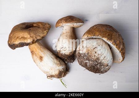 Boletus Edulis Pilze auf Holz Hintergrund. Bio-Waldfutter, essbare frisch gepflückte Pilze Steinpilze. Lebensmittelkonzept Herbsternte. Stockfoto