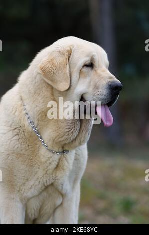 Spanischer Mastiff reinrassig Hund mit gelbem Fell auf dem Gras stehen Stockfoto