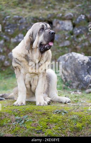 Spanischer Mastiff reinrassig Hund mit jungen Mantel Farbe sitzen auf dem Gras Stockfoto