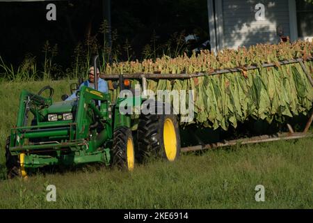 Luftgehärteter Tabak, bereit für die Unterbringung in der Stallscheune mit Tabakstäben, Gerüstwagen schleppen Stockfoto