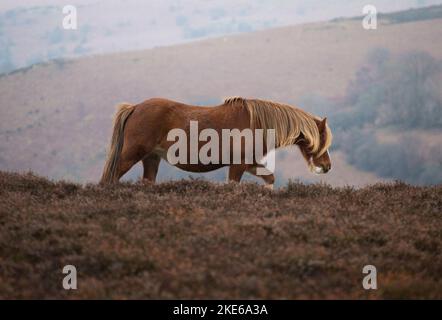 Ein wildes Pony in den Hügeln oberhalb von Crickhowell, Wales Stockfoto