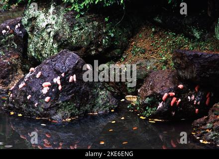 Eier von Pila ampullacea, einer Süßwasserschnecke mit einem Operculum, einer aquatischen Gastropoden-Molluske aus der Familie Ampullariidae, den Apfelschnecken Stockfoto