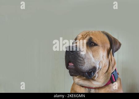 Boerboel oder Boerboel - eine Hunderasse, die aus Südafrika stammt, gehört zur Gruppe der Molosser, Mastiffe. Nahaufnahme Porträt Stockfoto