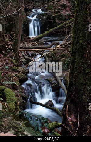 Kleine Wasserfälle in einem Bach entlang eines Wanderweges im Binger Wald in Deutschland an einem Wintertag. Stockfoto