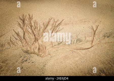 Ein HDR-Bild eines dentritischen Musters, das im Sand zurückgelassen wurde, als die Gezeiten am Strand von Balnakeil, nordwestlich von Sutherland, Schottland, zurückgegangen sind. 24. Oktober 2022 Stockfoto