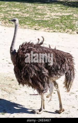 Gewöhnlicher Strauß oder einfach Strauß, ist eine Art von großen flugunfreien Vögeln, die in bestimmten großen Gebieten Afrikas beheimatet ist. Stockfoto