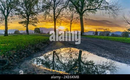 Sonnenuntergang im Rheintal, mit sich in der Pfütze spiegelnden Bäumen. Wiesen, Felder und Schweizer Bergen im Hintergrund. Föhn mit farbigen Wolken Stockfoto