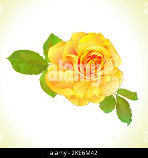 Rose gelb und Blätter Natur Hintergrund vintage Vektor botanische Illustration editierbar Handzeichnungen Stock Vektor