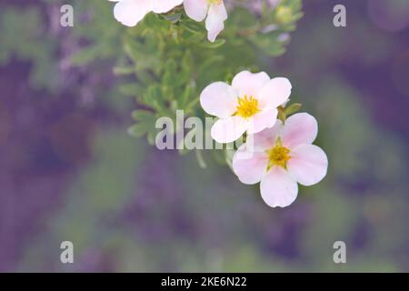 Blüten des Strauches Dasiphora fruticosa. Einsatz der Pflanze Potentilla in der Landschaftsgestaltung. Floraler Hintergrund. Stockfoto
