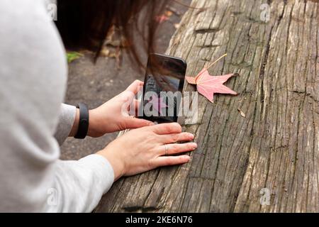 Weibliche Hände fotografieren am Telefon ein herbstliches rot-gelbes Ahornblatt, das auf einem alten Holztisch liegt Stockfoto