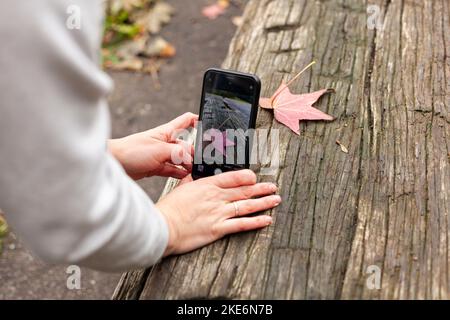 Weibliche Hände fotografieren am Telefon ein herbstliches rot-gelbes Ahornblatt, das auf einem alten Holztisch liegt Stockfoto