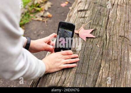 Weibliche Hände fotografieren am Telefon ein herbstliches rot-gelbes Ahornblatt, das auf einem alten Holztisch liegt Stockfoto
