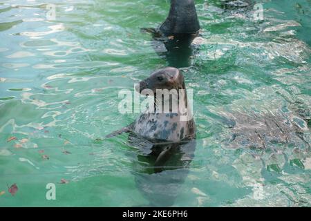 Robben schwimmen im Pool im Zoo. Horizontale Fotografie Stockfoto