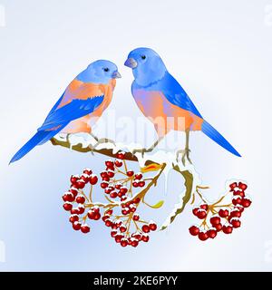 Vögel Bluebirds drosseln kleine songbirdon auf verschneiten Baum und Beere Winter Hintergrund vintage Vektor Illustration editierbare Hand zeichnen Stock Vektor